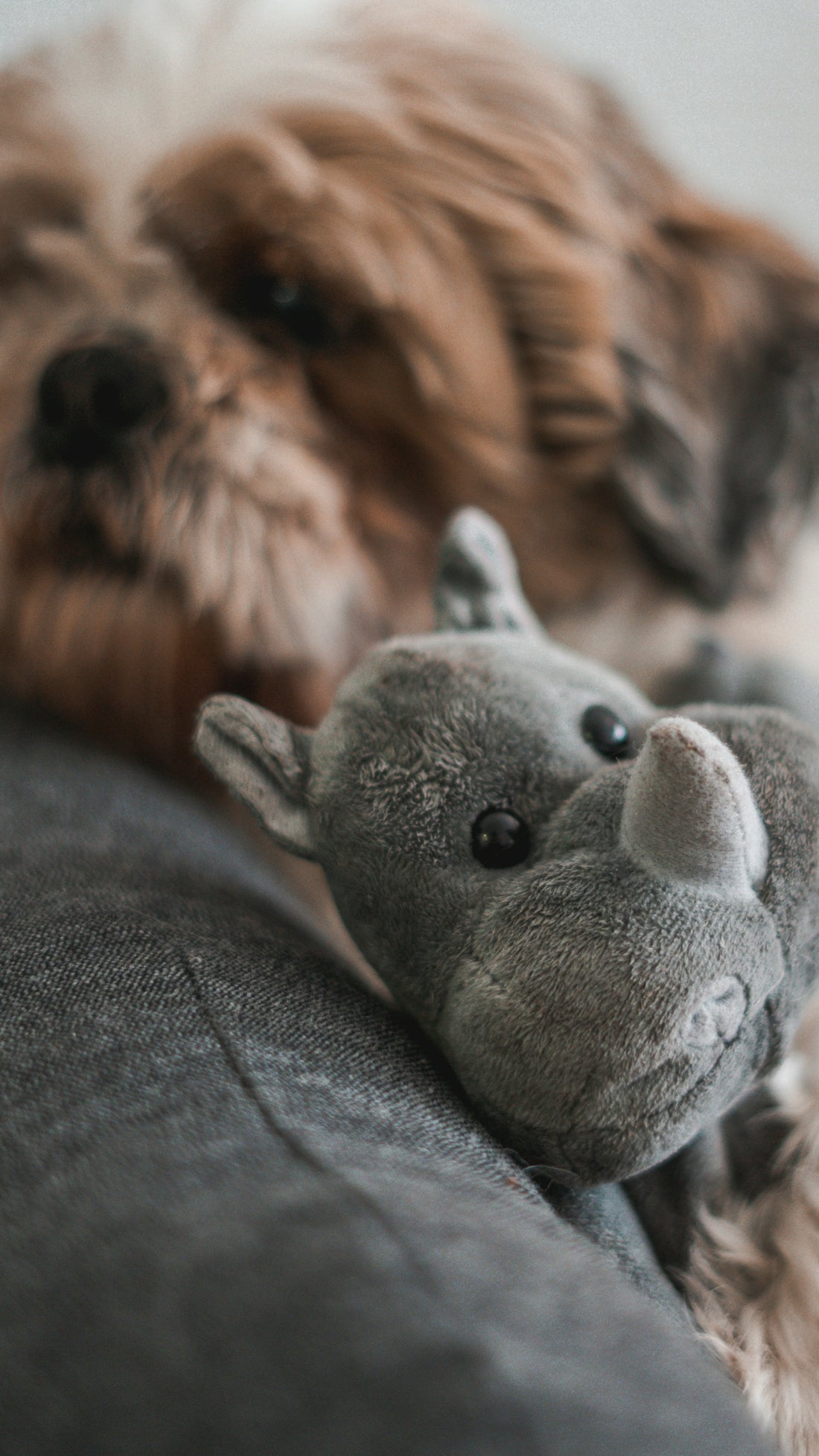 gray and white animal plush toy